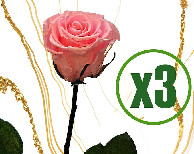 50cm Preserved Rose with Stem (3pcs), Timeless  Decor, Birthday Flowers, Home Decor, Room Decor