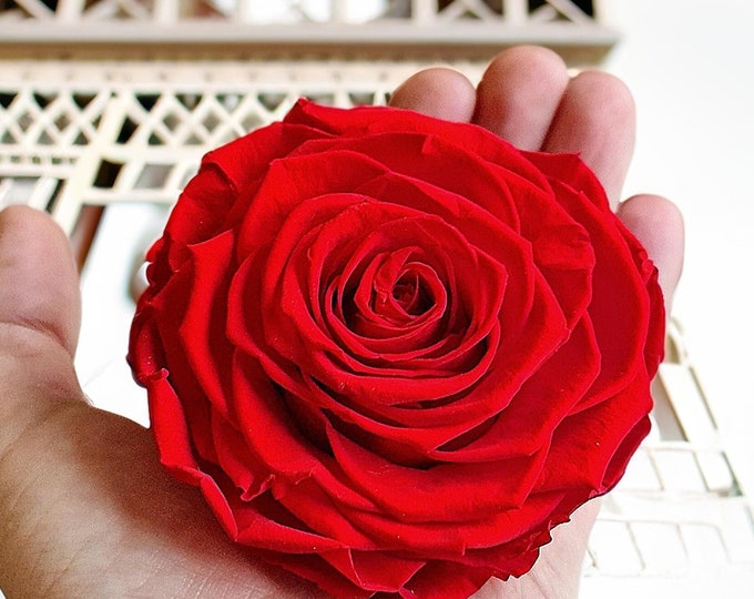 XXL Preserved Real Rose (8–9 cm) – Natural Eternal Rose That Lasts for Years, Unique Luxury Gift, Home Decor, Birthday or Mother's Day Gift