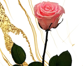 50cm Preserved Rose with Stem: Timeless  Decor, Birthday Flowers, Home Decor, Room Decor