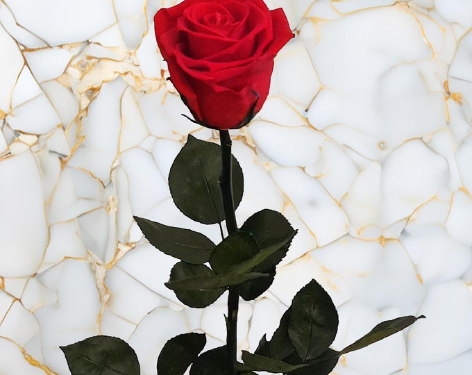 50 cm Preserved Real Rose with Stem – Real Long-Lasting Rose, Perfect for Elegant Gifts & Home Decor