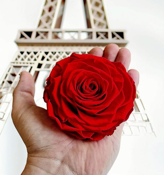 XXL Preserved Ecuadorian Rose (8-9cm), Lasts for Years, Luxury Gift