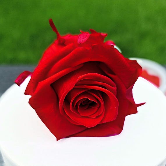 Premium Preserved Roses (6pcs) – XL Vibrant Red Rose Heads, Ecuador, No Stems, DIY Flower Arrangements, Crafts, or Home Decoration