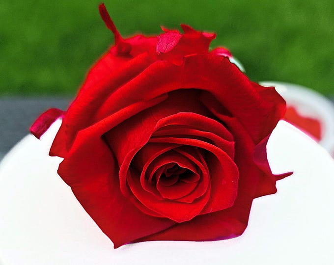 Premium Preserved Roses (6pcs) – XL Vibrant Red Rose Heads, Ecuador, No Stems, DIY Flower Arrangements, Crafts, or Home Decoration