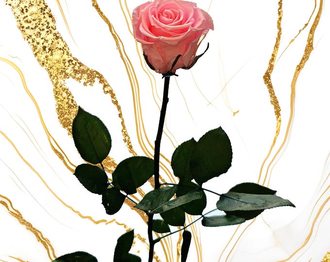 50cm Preserved Rose with Stem – Real Long Lasting Rose, Elegant Gift for Her, Romantic Home Decor, Timeless Floral Gift