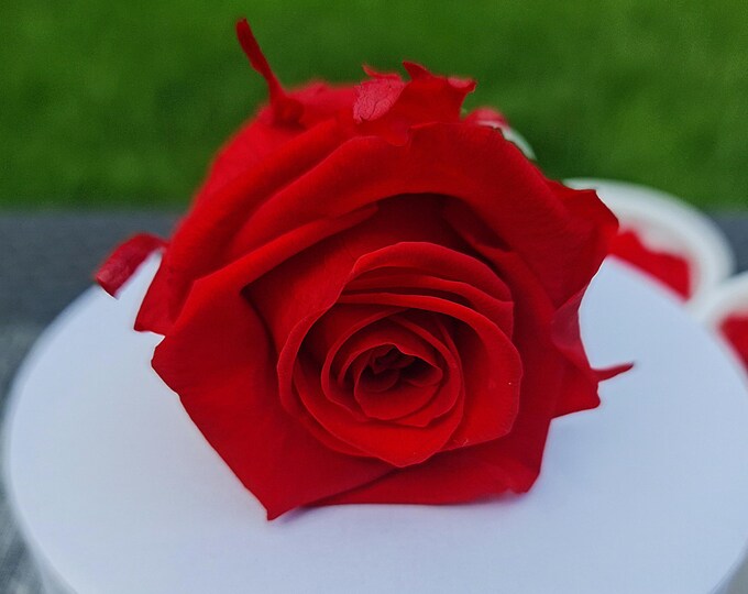 Premium Preserved Roses (6pcs) – XL Vibrant Red Rose Heads, Ecuador, No Stems, DIY Flower Arrangements, Crafts, or Home Decoration