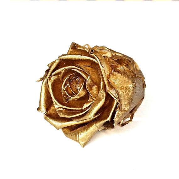 6 XL Preserved Roses: Ecuadorian Kiara Gold Rose Heads - DIY Crafts