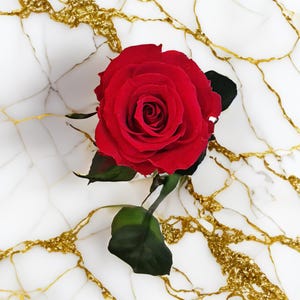 26 cm Preserved Rose with Stem – Real Long-Lasting Rose, Perfect for Elegant Gifts & Home Decor