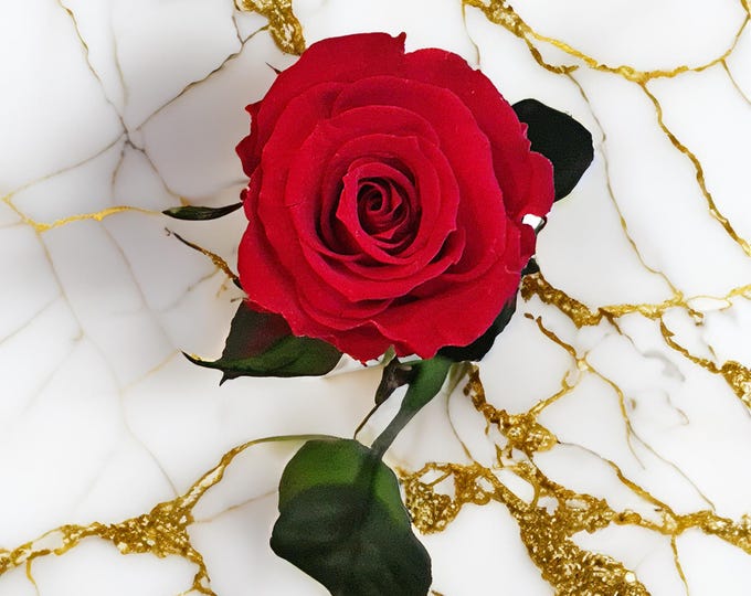 26 cm Preserved Rose with Stem – Real Long-Lasting Rose, Perfect for Elegant Gifts & Home Decor