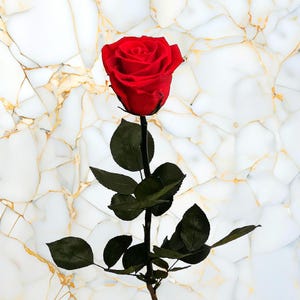 50 cm Preserved Real Rose with Stem – Real Long-Lasting Rose, Perfect for Elegant Gifts & Home Decor
