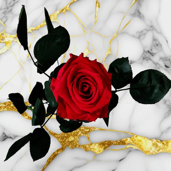 50cm Preserved Rose with Stem: Lasting Floral Gift