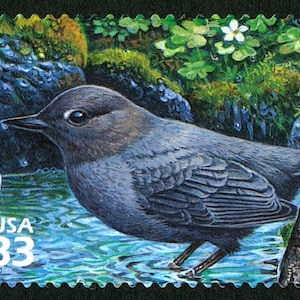 One 1 American Dipper 33c // Pacific Coast Rain Forest 33c (2nd Nature of America sheet) // 33 cent stamp