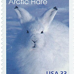 Puede incluir: Un sello postal de Estados Unidos con un liebre ártico blanco con ojos y nariz negros. El sello es azul y dice "Arctic Hare" y "USA 33".