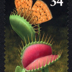 May include: A postage stamp featuring a Venus flytrap with a butterfly. The plant is green with a red interior and sharp teeth. The butterfly has orange wings with black spots. The stamp is marked "USA 34" and "Venus Flytrap".