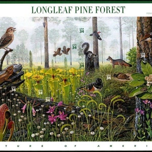Può includere: Un'illustrazione colorata di una foresta di pini a foglie lunghe, con varie piante e animali. L'immagine include una lucertola, uccelli, uno scoiattolo, una volpe e piante carnivore. Il testo "LONGLEAF PINE FOREST" e "NATURE OF AMERICA" sono visibili, insieme ai francobolli "USA 34".