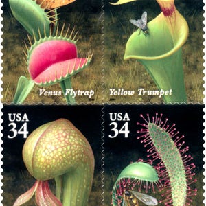 Puede incluir: Cuatro sellos postales de Estados Unidos que representan plantas carnívoras. Los sellos son verdes, amarillos y rojos con imágenes de la venus atrapamoscas, la trompeta amarilla, el lirio cobra y la drosera inglesa. Cada sello tiene el texto "USA 34" impreso en él.