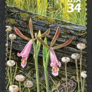May include: A US postage stamp featuring a close-up of pink and white wildflowers with green stems and leaves. The stamp is green and yellow with the text "USA 34" in the upper right corner.