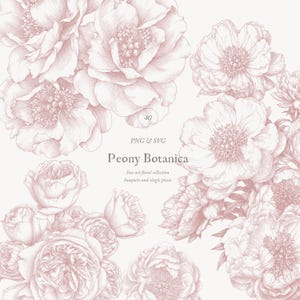 Könnte beinhalten: Eine Sammlung von Pfingstrosen-Botanikinustrationen in einem zarten Rosaton. Das Bild zeigt detaillierte Strichzeichnungen verschiedener Pfingstrosenblüten, mit dem Text "Peony Botanica" und "PNG & SVG". Das Gesamtdesign ist zart und floral.