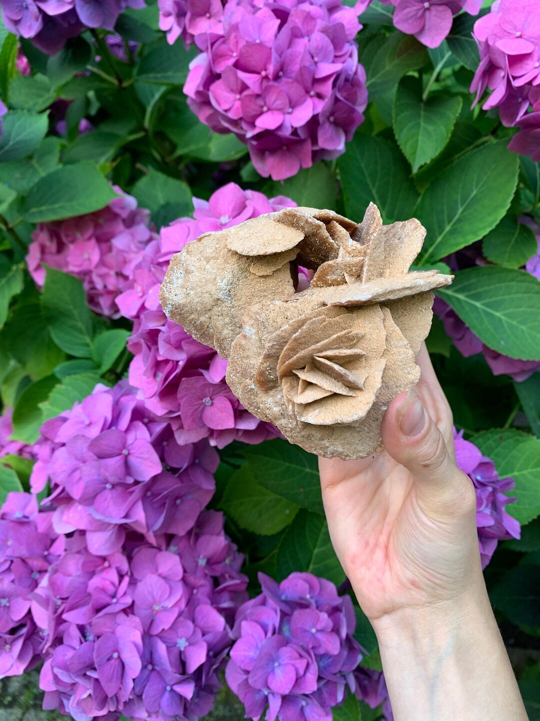 Beautiful Sand Rose - Etsy
