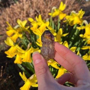 Può includere: Un cristallo di ametista viola con una lucentezza dorata, tenuto in una mano su uno sfondo di narcisi gialli.