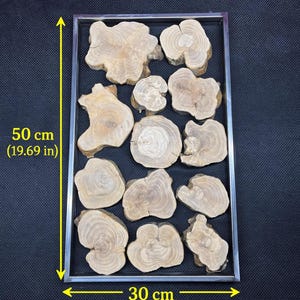 May include: A rectangular wooden art piece featuring multiple irregularly shaped, light brown wood slices. The frame is silver. The piece measures 19.69 inches high and 11.81 inches wide.