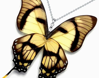 Sustainable Butterfly Wing Necklace – Eurytides Dolicaon | Unique Handmade Jewelry for Brands & Shops