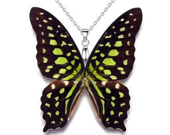 Real Butterfly Wing Necklace / Pendant (WHOLE Graphium Agamemnon - W059)