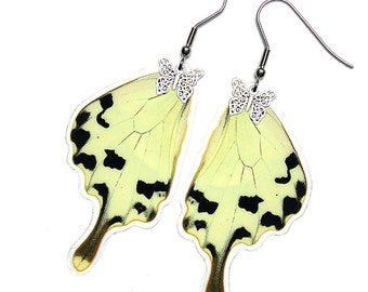 Real Butterfly Wing Earrings (Dardanus HW - E120) - USD5 off Coupon Code: US5OFF (Min.Spend USD40) - Buy 2 Get 1 Free