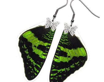 Real Butterfly Wing Earrings (Urania Ripheus FW - E025) - USD5 off Coupon Code: US5OFF (Min.Spend USD40) - Buy 2 Get 1 Free