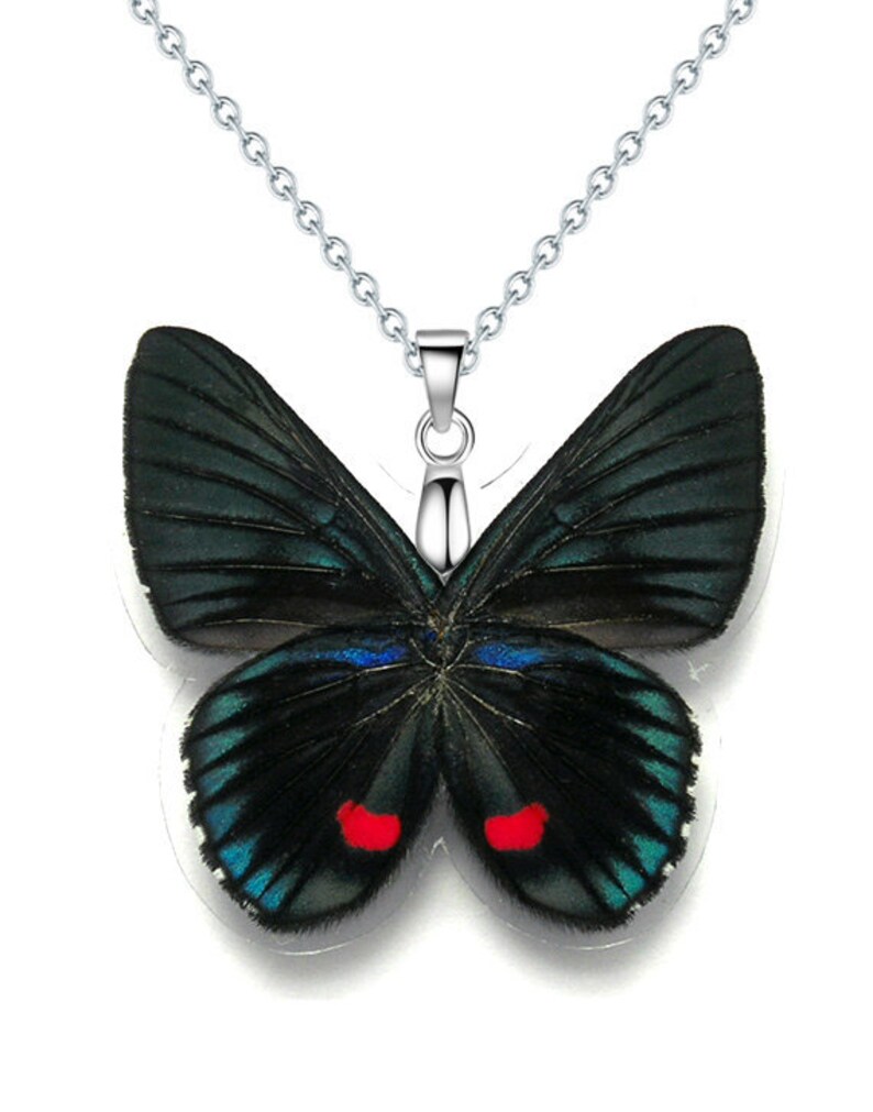 Real Butterfly Wing Necklace WHOLE Necyria Duellono Butterfly W110 USD5 off Coupon Code: US5OFF Min.Spend USD40 Buy 2 Get 1 Free image 1