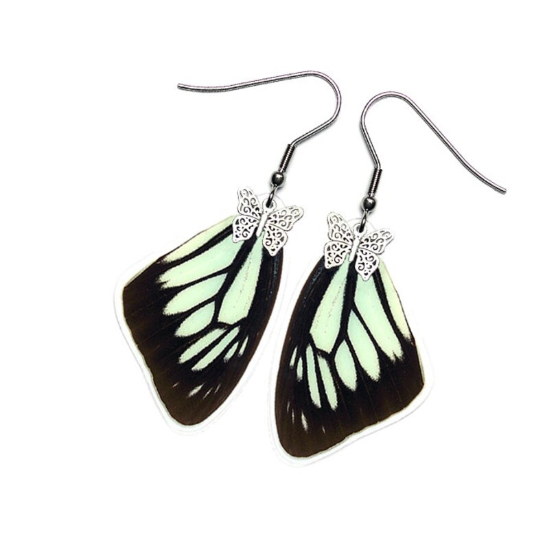 Pareronia Boebera Forewing - E202 Handmade Real Butterfly Wing Earrings Buy 2 Get 1 Free
