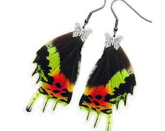 Real Butterfly Wing Earrings (Urania Ripheus HW - E074) - USD5 off Coupon Code: US5OFF (Min.Spend USD40) - Buy 2 Get 1 Free