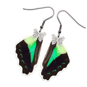 Real Butterfly Wing Earrings (Sarpedon Hindwing - E067) - USD5 off Coupon Code: US5OFF (Min.Spend USD40) - Buy 2 Get 1 Free