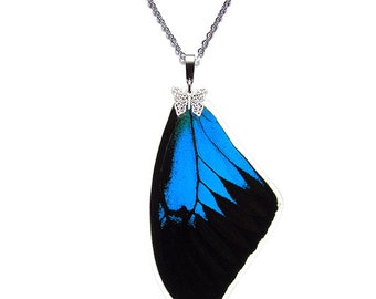 Real Butterfly Wing Pendant / Necklace (Papilio Ulysses Forewing - N020) - USD5 off Coupon Code: US5OFF (Min.Spend USD40) - Buy 2 Get 1 Free