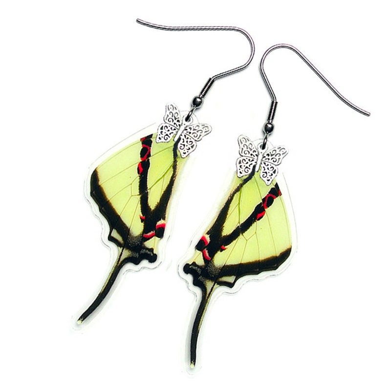 Real Butterfly Wing Earrings Agetes Hindwing E005 USD5 off Coupon Code: US5OFF Min.Spend USD40 Buy 2 Get 1 Free image 1