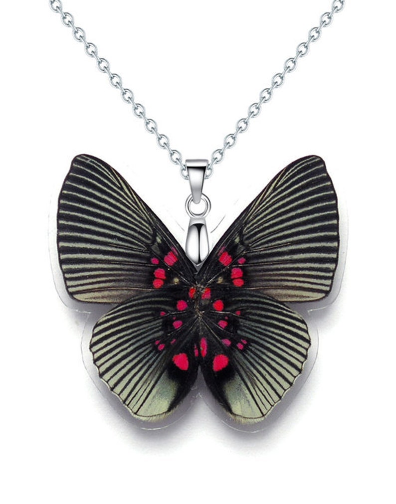 Real Butterfly Wing Necklace / Pendant WHOLE Lyropteryx Etsy