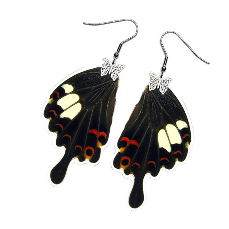 Real Butterfly Wing Earrings Helenus Hindwing E018 USD5 off Coupon Code: US5OFF Min.Spend USD40 Buy 2 Get 1 Free image 1