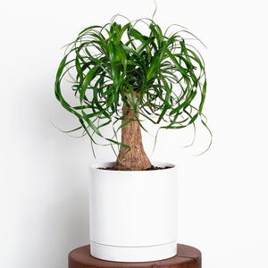 succulent plant arrangements Handcrafted Succulent Arrangement in Coconut Shell – Unique Indoor Plant  Gift main image 1