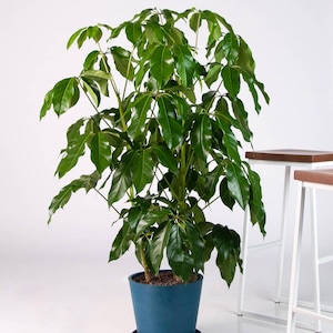 Dwarf Umbrella Schefflera Arboricola Green Plant in 9.25 inch Grower Pot