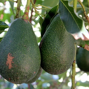 May include: Three green avocados hanging from a tree branch. The avocados have a rough, bumpy texture and are partially obscured by green leaves.
