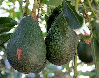 Avocado Dwarf (Little Cado) Grafted Plants