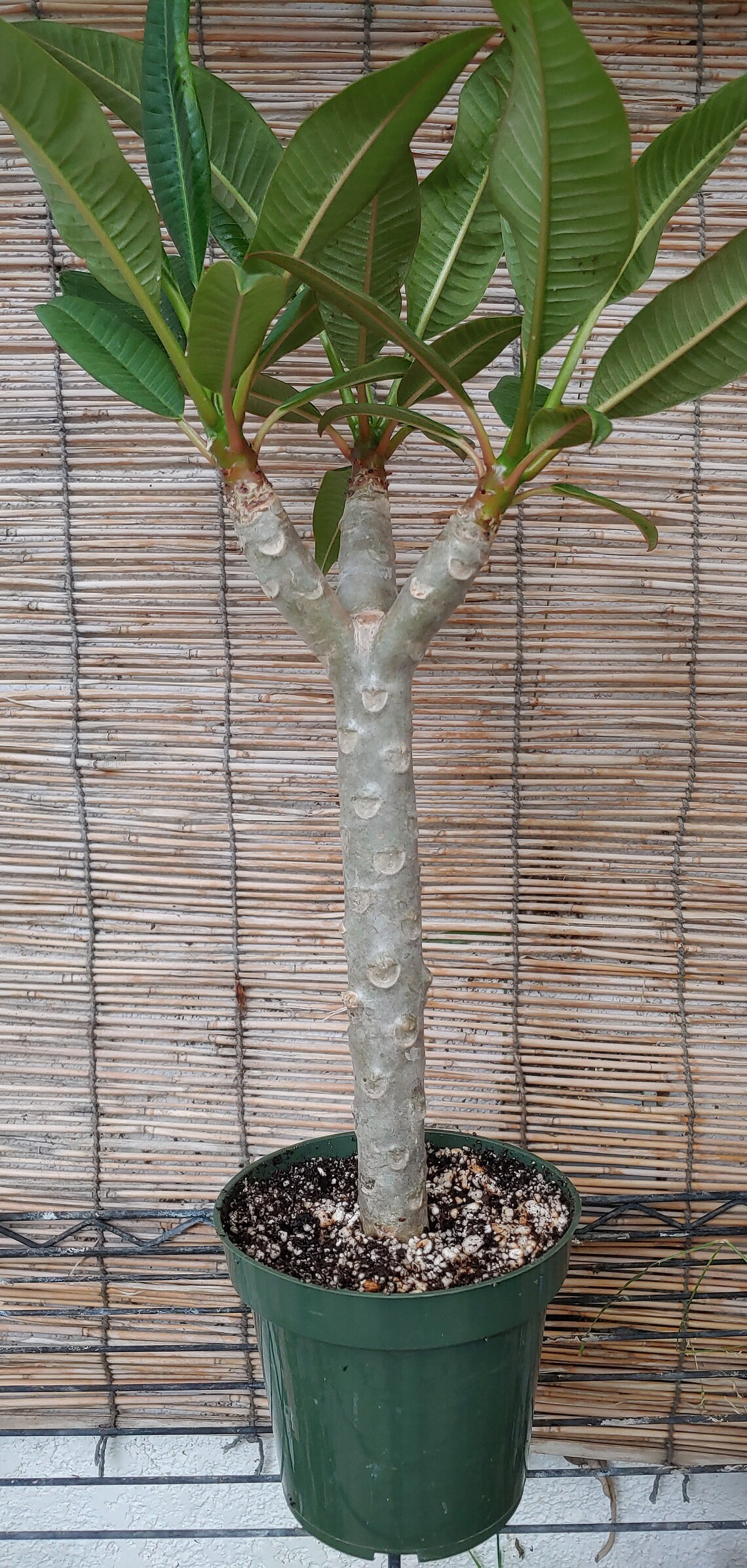 Rooted Plumera Plant (cotton Candy) Pnk - Etsy