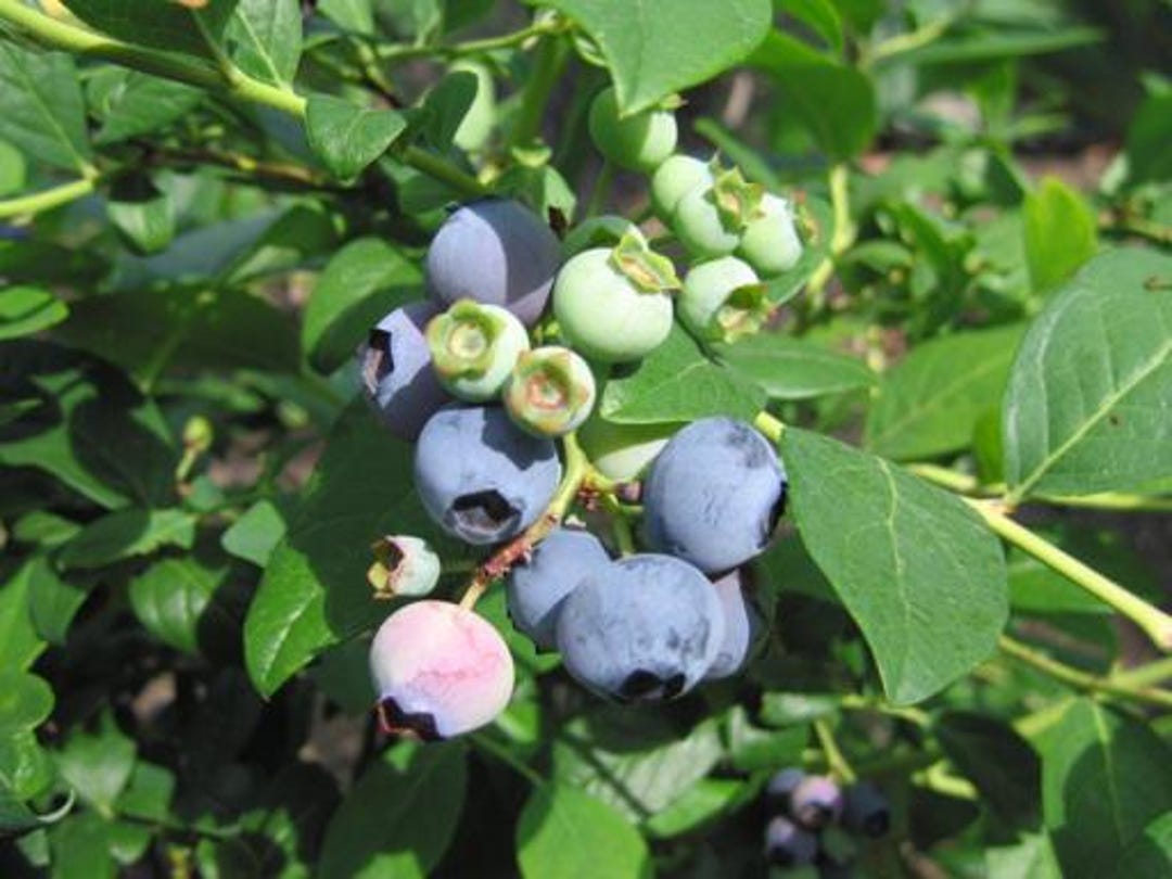 Sunshine Blue Blueberry Healthy Roots Live Plants - Etsy