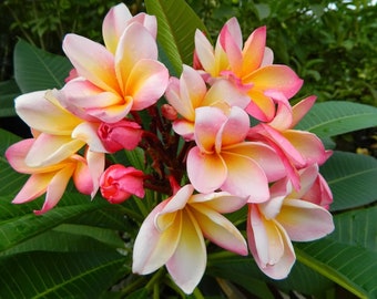 Rooted Plumeria Plant (Cotton Candy) Pink