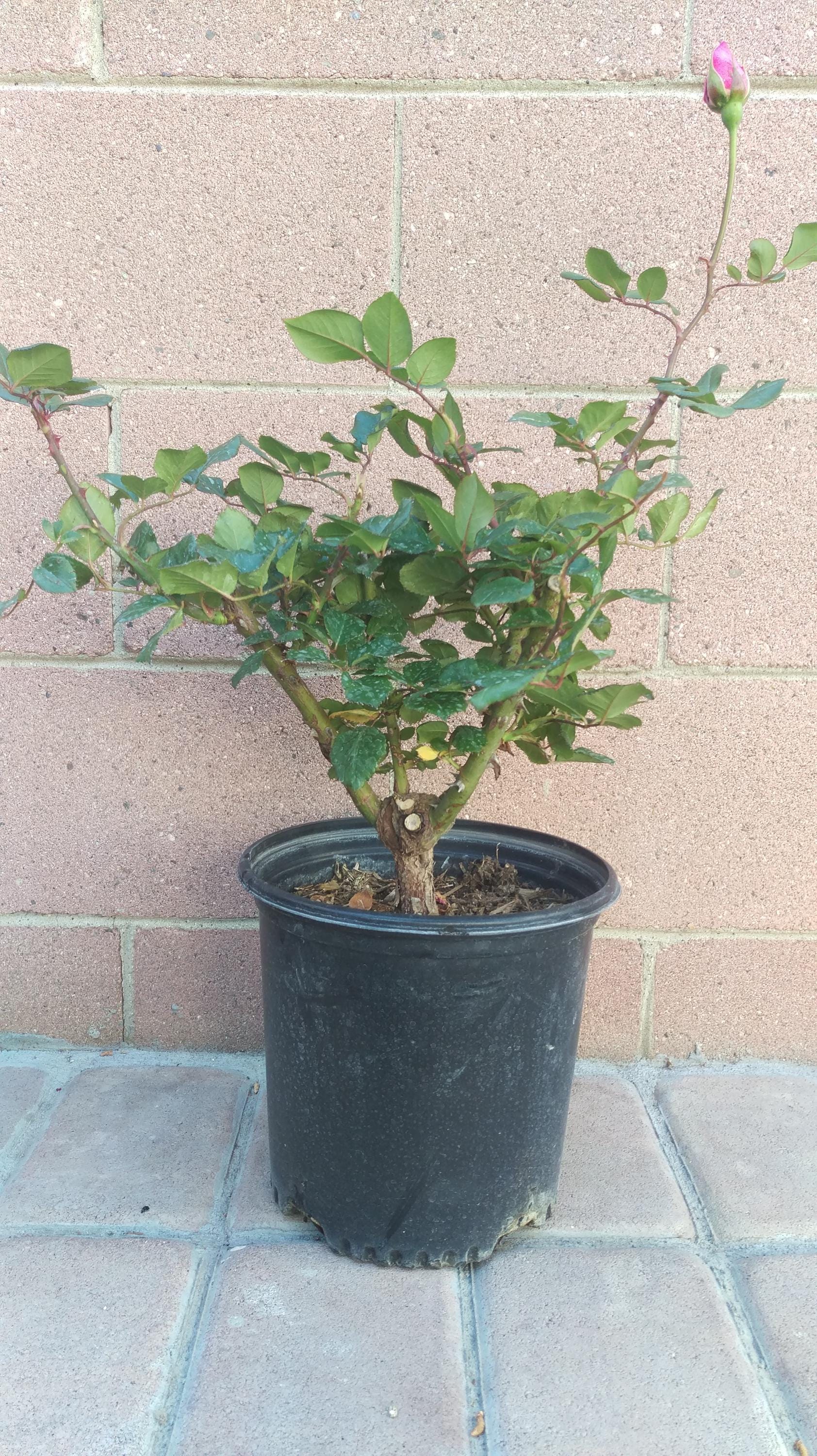 Double Delight Hybrid Tea Rose Live Plants - Etsy