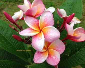 Dwarf Rooted Plumeria Plant (pizzazz ) Pink WITH MULTI TIP