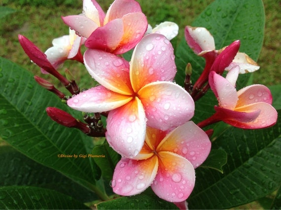 Dwarf Rooted Plumeria Plant (pizzazz ) Pink WITH MULTI TIP - Etsy