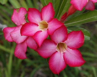 Adenium Obesum Desert Rose Live Plant