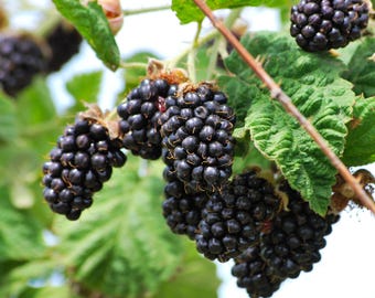 May include: Close-up of a cluster of ripe blackberries hanging from a green bramble. The berries are dark purple and have a glossy sheen.