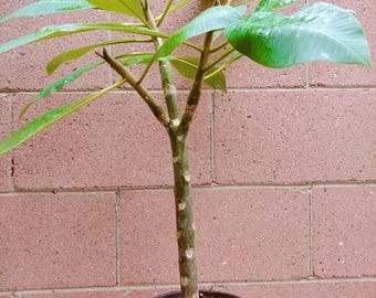 Rooted Pink Plumeria Plant With Multi Tip (KANEOHE SUNSET)