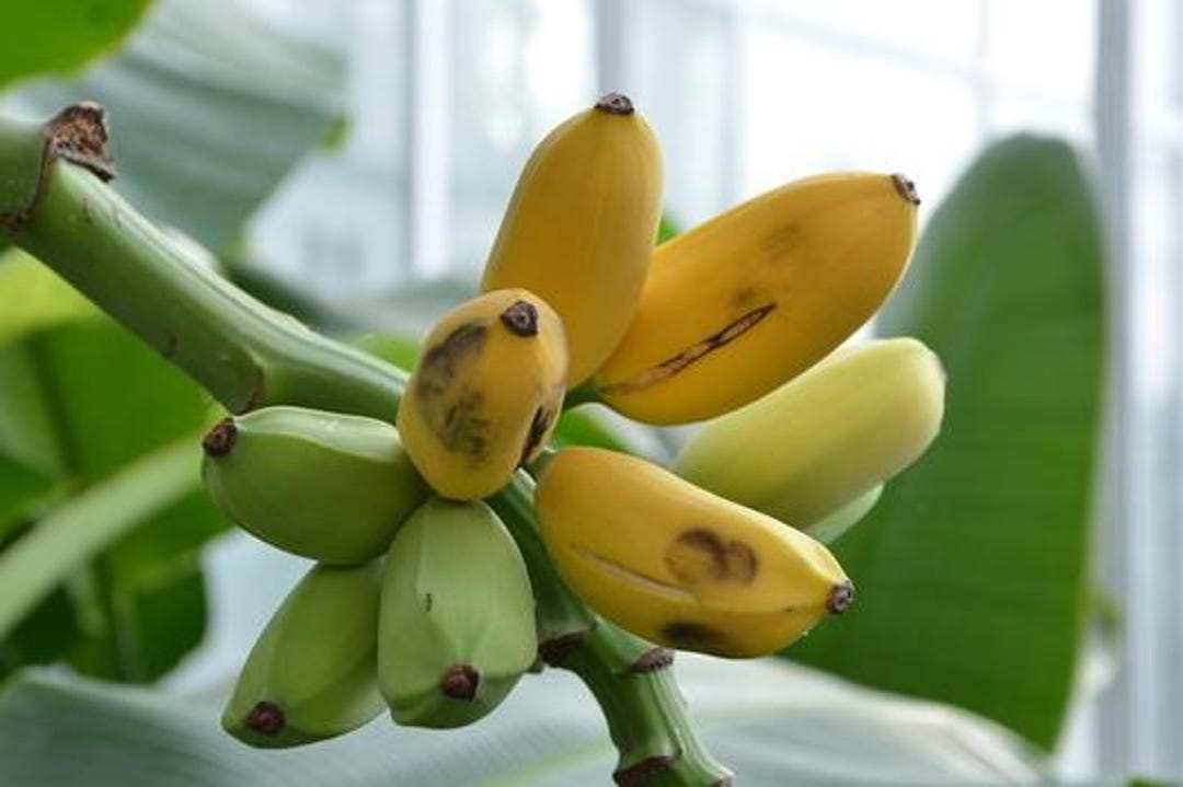 Musa Dwarf King Banana Live Plants - Etsy